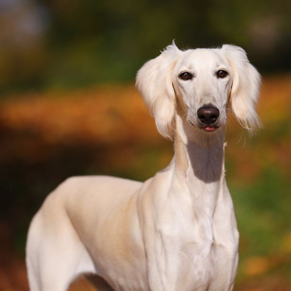 Saluki