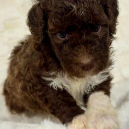 CUPCAKE - Chocolate female Goldendoodle puppy in Maricopa, Arizona from AZ Designer Goldendoodles