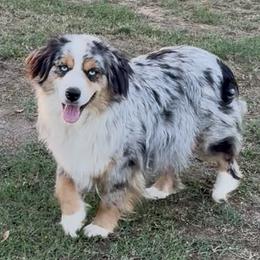 Kora - Miniature Australian Shepherd