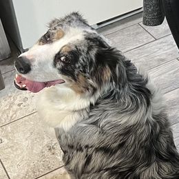 Marley - Australian Shepherd
