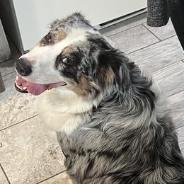 Marley - Australian Shepherd