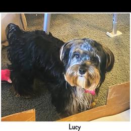 Lucy - Morkie