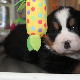Bernese Mountain Dog Puppies from Baby Bear Bernese Kennel