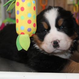 Bernese Mountain Dog Puppies from Baby Bear Bernese Kennel