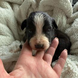 Cruz - Black & white male Australian Shepherd puppy in Ellensburg, Washington from Creekside Aussies