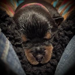 PINK FEMALE - Black and mahogany female Rottweiler puppy in Rossville, Kansas from Cross Creek Rottweilers