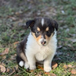 Girl 2 - Black white and tan female Collie puppy in Citra, Florida from Faith Rough Collie’s