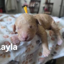 Layla - Red female Bernedoodle puppy in Blackfoot, Idaho from Draper Mountain Doodles