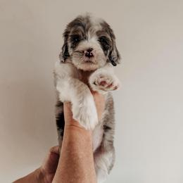 Greta. - Blue merle and white female Sheepadoodle puppy in Wabash, Indiana from DOODCompany