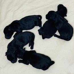 Boy 1 - Black male Scottish Terrier puppy in Scurry, Texas from Starlight Scotties of Texas