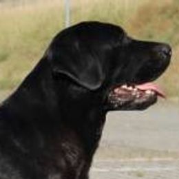 Pira - Labrador Retriever