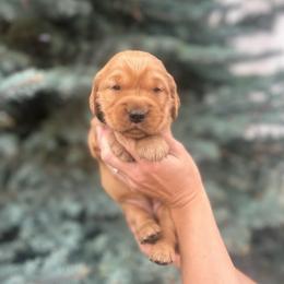 Purple Girl - Dark golden female Golden Retriever puppy in Utah from Deseret Peak Goldens