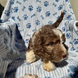 Girl 2 - female Aussiedoodle puppy in San Diego (Jamul), California from Lee Valley Scotties