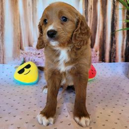 Aussiedoodle, Cavapoo, and Poodle Puppies from Perkins Pups