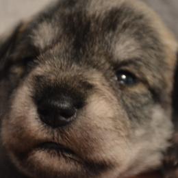 Sheeva - Salt and pepper female Miniature Schnauzer puppy in Dozier, Alabama from The Bearded Lady Miniature Schnauzers