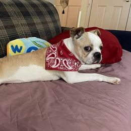 Honey - Boston Terrier