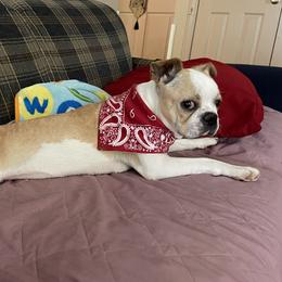 Honey - Boston Terrier
