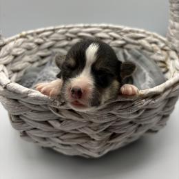 Purple Collar - Black and tan female Pembroke Welsh Corgi puppy in Abingdon, Virginia from Em-K Kennels