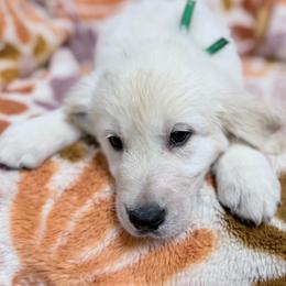 Green boy - Light golden male Golden Retriever puppy in Tylertown, Mississippi from Southern Paws, LLC