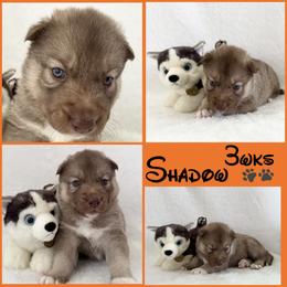 Shadow (nickname) - Red and white male Siberian Husky puppy in Fairborn, Ohio from Haven of Free Spirits