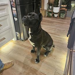 Echo - Cane Corso