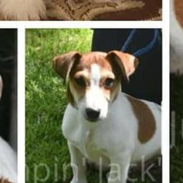 Eli - Russell Terrier