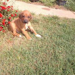 Red - Rd whtn blk nose male Rhodesian Ridgeback puppy in Carney, Oklahoma from River Run Parson Russell terriers & River Run Ridgebacks