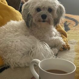 Pepper - Havanese