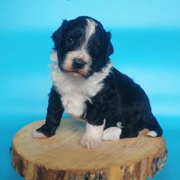 Barney - Black and white male Aussiedoodle puppy in Lake Bronson, Minnesota from Jupiter Doodles