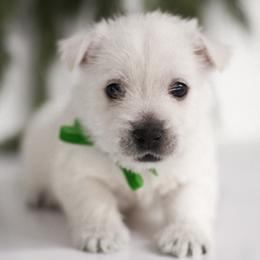 Luigi - White male West Highland White Terrier puppy in Mount Joy, Pennsylvania from K&M Kennel