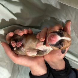 Plunket - Red male Pembroke Welsh Corgi puppy in Delton, Michigan from CorGizmo