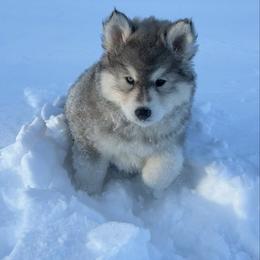 Sugar Cookie - Gray and white female Siberian Husky puppy in West Branch, Michigan from First Frost Kennels