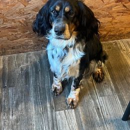 Ellie Mae - English Springer Spaniel