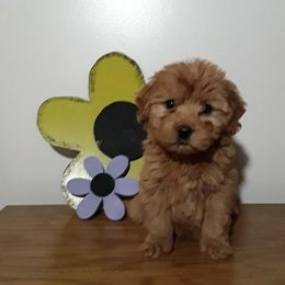 Goldendoodle Puppies from Rocks & Roses Doodles