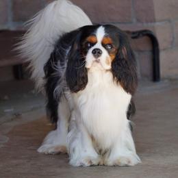 Jasper - Cavalier King Charles Spaniel