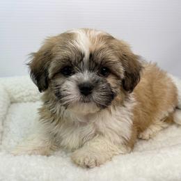 Bobby - Black gold and white male Shih Tzu puppy in Bourne, Massachusetts from Shih Tzu Pups