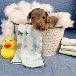 Sparky 4000 - Dapple male Dachshund puppy in Hendersonville, North Carolina from Snarky Doxy Miniature Dachshunds