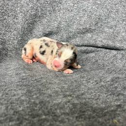 Fern - Blue merle female Australian Shepherd puppy in Kentland, Indiana from Pine Grove Aussies