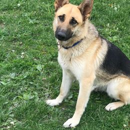 Berger Blanc Suisses and German Shepherds from Shephards Farm