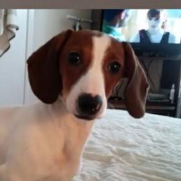 Duchess - Dachshund