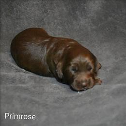 Primrose - Brown female Cockapoo puppy in Sunset, Louisiana from Cano Cockapoos