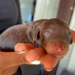 Girl 2 - Chocolate and tan female Dachshund puppy in Orem, Utah from Miekca’s Dachshunds