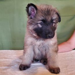 Boy 6 - male Shiloh Shepherd puppy in Caneadea, New York from Strauss Haus Shepherds