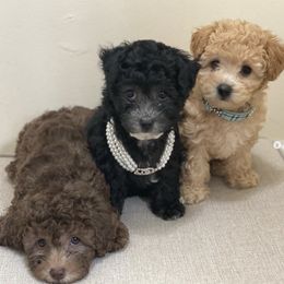 Poodle Puppies from Toy Poodles 305