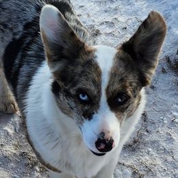 Jelly - American Corgi