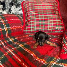 Cooper - Black and tan male Russian Toy puppy in Citrus Heights, California from Domik of love