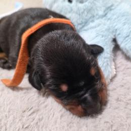 Black Boy 2 - Black and rust male Doberman Pinscher puppy in Houston, Texas from Tycho's Dobermans