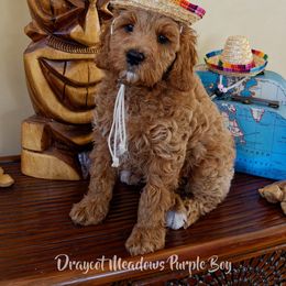 Australian Labradoodle Puppies from Draycot Meadows Australian Labradoodles