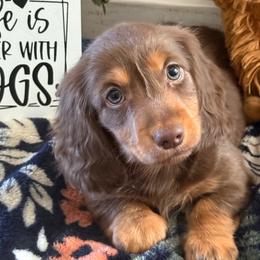 Oliver - Chocolate and tan male Dachshund puppy in Gerber, California from Red Dirt Doxies