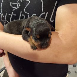 Rottweiler Puppies from Winter's Fate Kennels